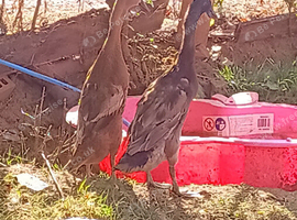 Pair Rare Fawn Indian Runner Ducks