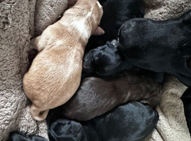 8 gorgeous puppies for sale