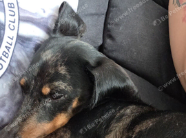 2 year old purebred dachshund
