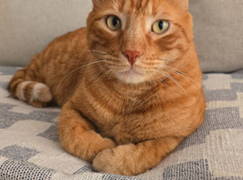 Ginger male need to be rehomed