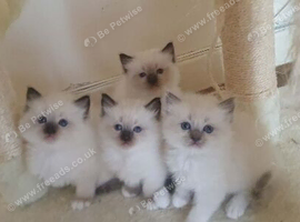 Ragdoll Kittens for sale