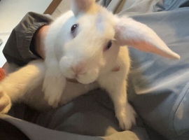 2 white rabbits for sale