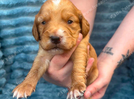 Cockapoo Puppies