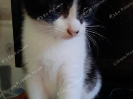Girl kitten. tuxedo. Black and white