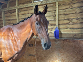 Striking 16.2 12yr gelding