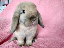 Mini lop girls for sale