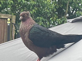 In my garden