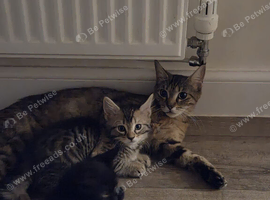 Maine Coon Cross Kittens