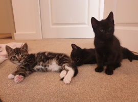 9 week kitten for sale