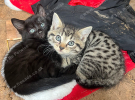 Kittens