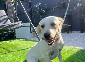 Labrador girl 8 months old