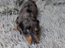 Blue & Tan Dapple, Red & Black Mini Dachshunds