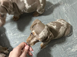 Lovely KC Miniature Dachshund Puppies