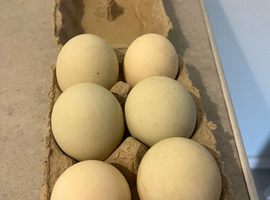 Runner duck hatching eggs available