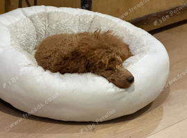 6 toy poodle puppy&rsquo;s 3 boys 3 girls