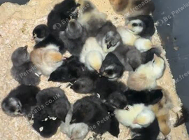 Pekin bantams