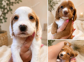 Cocker Pups Ready 28/08/26
