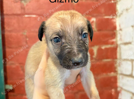 Collie X Whippet