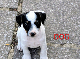 Traditional type Jack Russells
