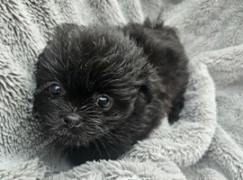 Shiranian puppies looking for there forever home