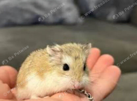 Dwarf roborovski hamster
