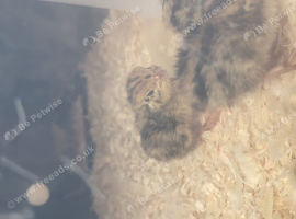 10 quail for sale unsexed