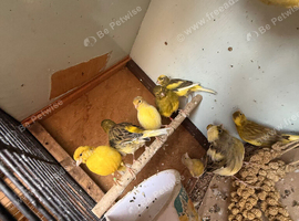 Canaries