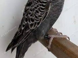 Anthracite budgie wanted