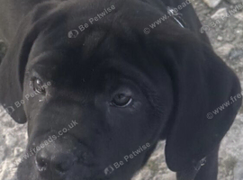 Female and male Cane corso- 4 months