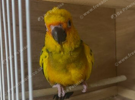 Hand reared sun conures