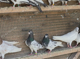 PIGEONS FOR SALE