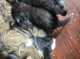 4 beautiful boys