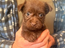 Patterdale terrier