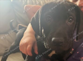 Loving Male Puppy Looking for His Forever Home