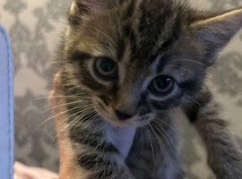2 tabby kittens for sale
