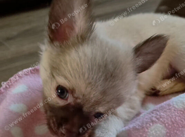 Ready to leave Now 1 boy Long Coat Chihuahua puppy