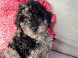 Cockapoo puppies