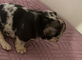 French bulldog puppies