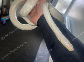 Snow blizzard corn snake