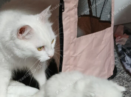 Turkish angora x Ragdoll kitten