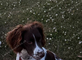 Springer Spaniel