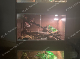 corn snake vivarium stack