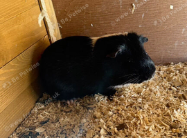Guinea pig with wood cage