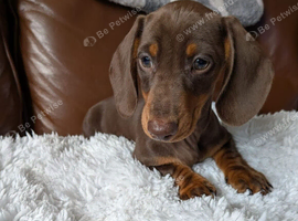BEAUTIFUL DACHSHUND BABIES