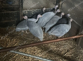 Guinea fowl ready to leave - grey lavender and black