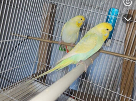Breeding budgies