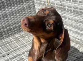 Miniature dachshund