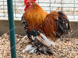 Millefleur Pekin Bantam Trio