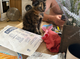 Female kitten