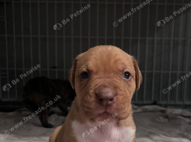 Mastiff cross puppies